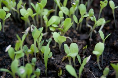 çimlenme çimlenme tepsi