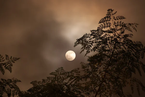 Måne i skyet natt – stockfoto