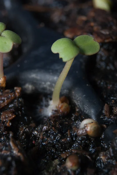 Bandeja de germinação de germinação — Fotografia de Stock