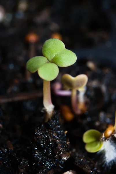 Germination germination tray — Stock Photo, Image