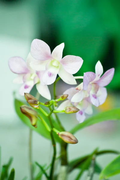 Pink orchid — Stock Photo, Image