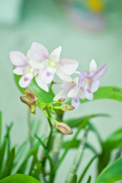 Rosa Orchidee — Stockfoto