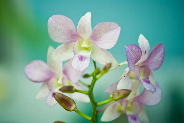 Rosa Orchidee — Stockfoto