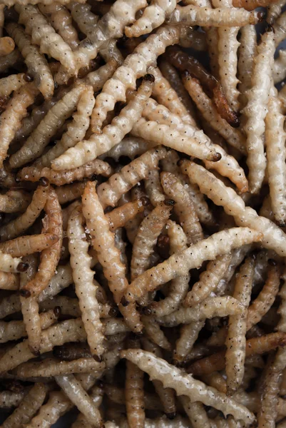 Gusano Papas fritas — Foto de Stock