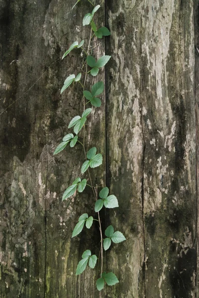 De wijnstok op hout — Stockfoto