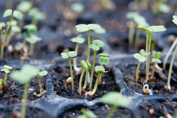 Germination germination tray Royalty Free Stock Images