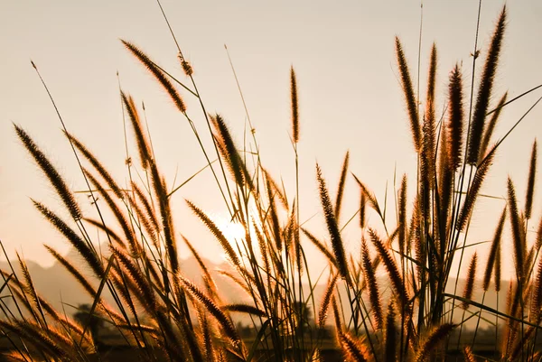 Gras bei Sonnenuntergang — Stockfoto