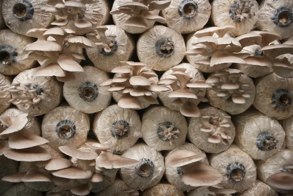 Champignons de pépinière — Photo