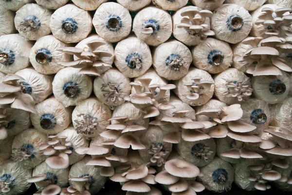 Розплідник гриби — стокове фото