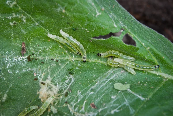 Caterpillar zararlıları — Stok fotoğraf