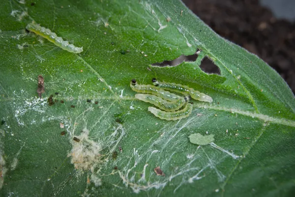 Caterpillar pests — Stock Photo, Image