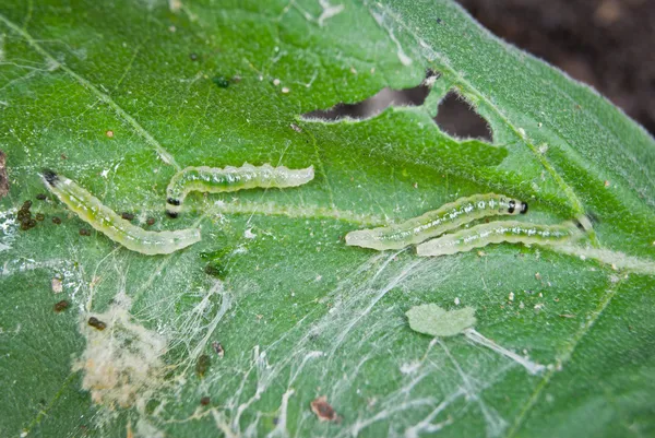 Caterpillar pests — Stock Photo, Image