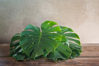 yaprakları canavarlar