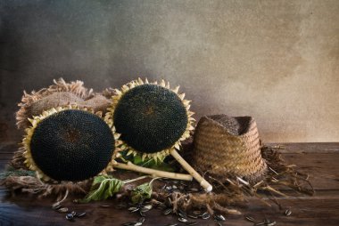 ayçiçeği tohumu ile ayçiçeği