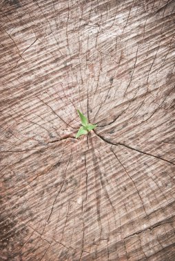 Young tree seedling grow from old stump clipart