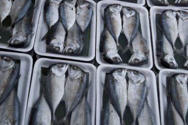 piyasada uskumru balığı