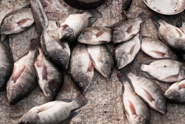 tilapia Balık pazarı