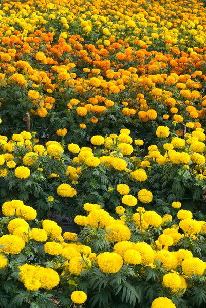 Gula blommor — Stockfoto