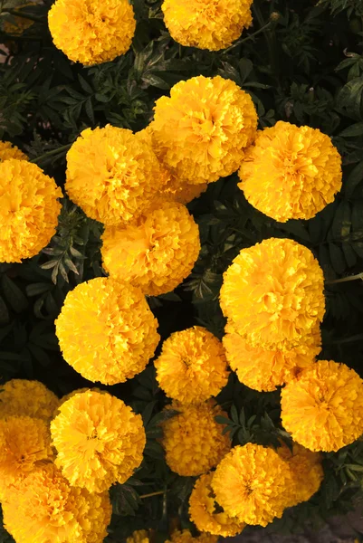 Yellow flowers — Stock Photo, Image