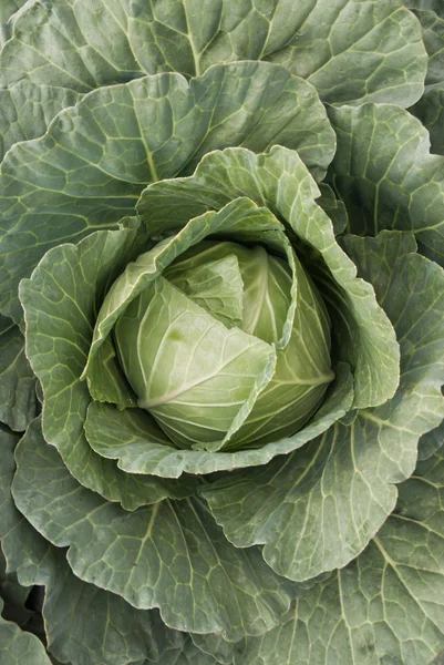 Cabbage — Stock Photo, Image