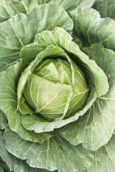 Cabbage — Stock Photo, Image