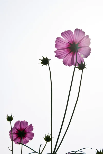 Roze bloemen — Stockfoto