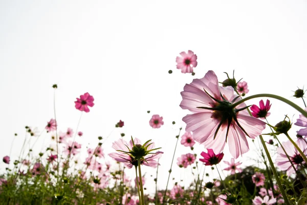 Roze bloemen — Stockfoto