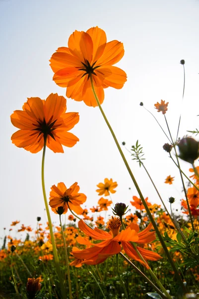 Flores amarelas — Fotografia de Stock