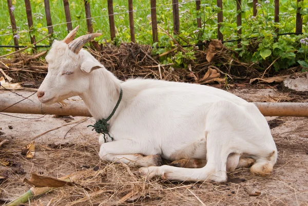 Genç boynuzlu keçi çiğneme — Stok fotoğraf