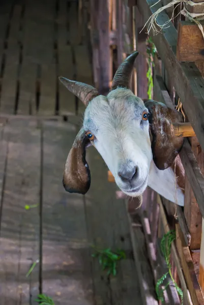 Cabras Cabeça — Fotografia de Stock