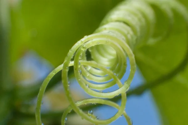 Cirrus — Stock Photo, Image