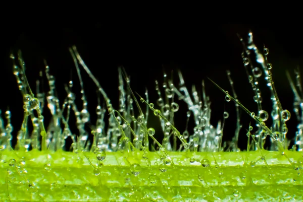 Tau auf dem Gras — Stockfoto