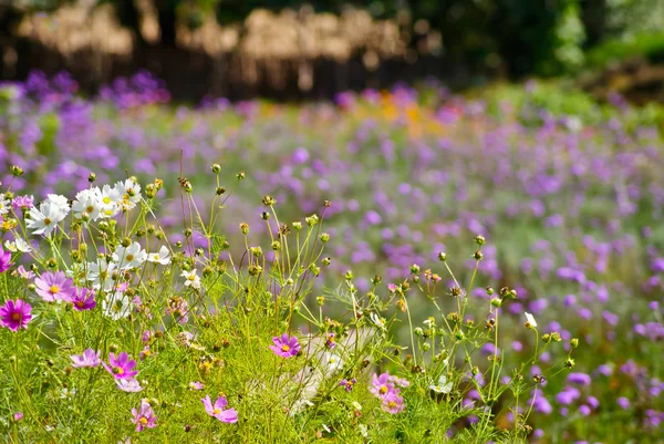 Campo de flores . — Fotografia de Stock