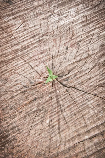 Young tree seedling grow from old stump — Stock Photo, Image