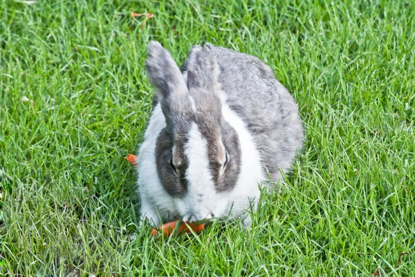 Пушистый кролик ест морковку на траве — стоковое фото