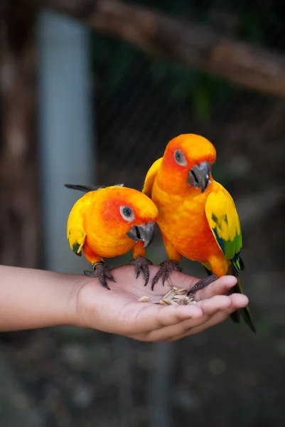 Papugi jedzą posiłki — Zdjęcie stockowe