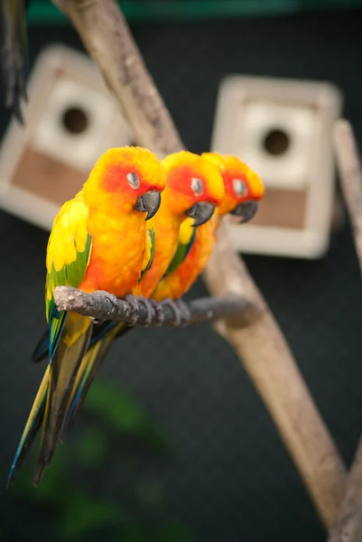 Parrot sleeping on branch III — Stock Photo, Image