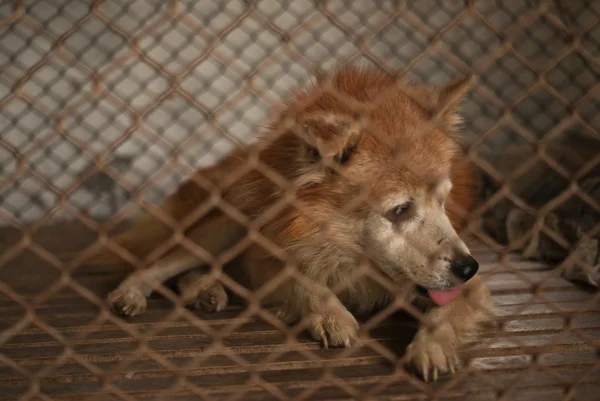 Old dog in a cage.