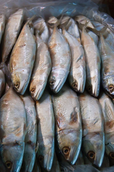 Pescado de caballa salada — Foto de Stock