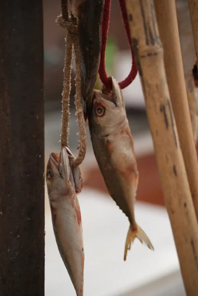 魚の餌. — ストック写真