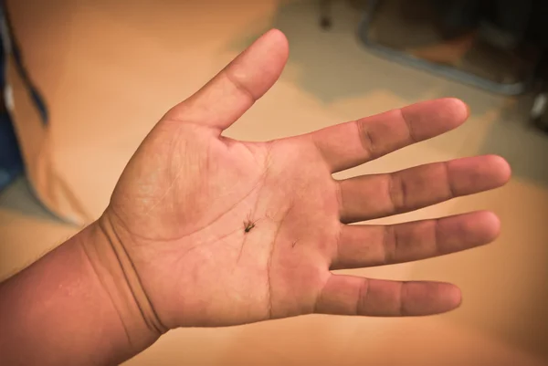 Dead mosquito in a hand — Stock Photo, Image