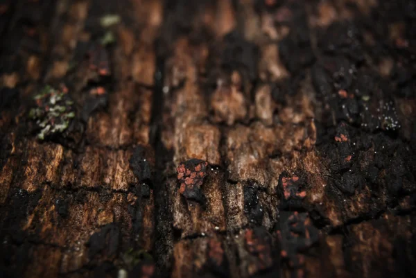 매크로 나무 껍질 — 스톡 사진