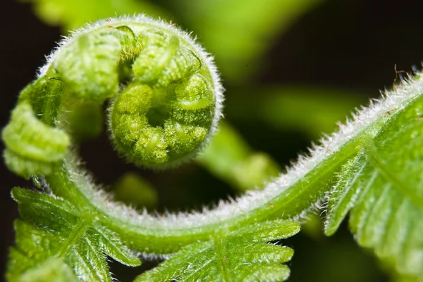 Toppen av fern makro — Stockfoto