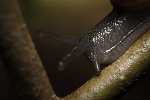 Snail macro — Stock Photo, Image