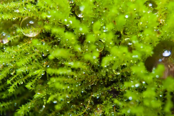 Moss de goteo —  Fotos de Stock