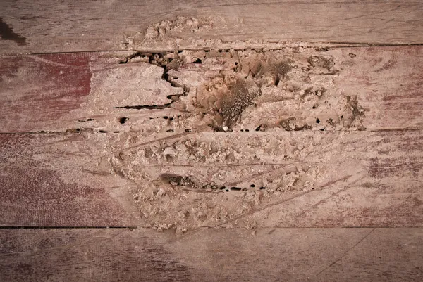 Termiter äter trä golv Royaltyfria Stockbilder