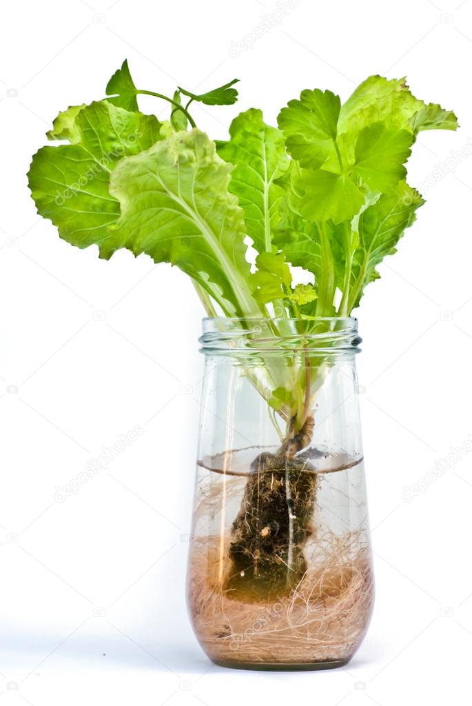 A hydroponics grow vegetables
