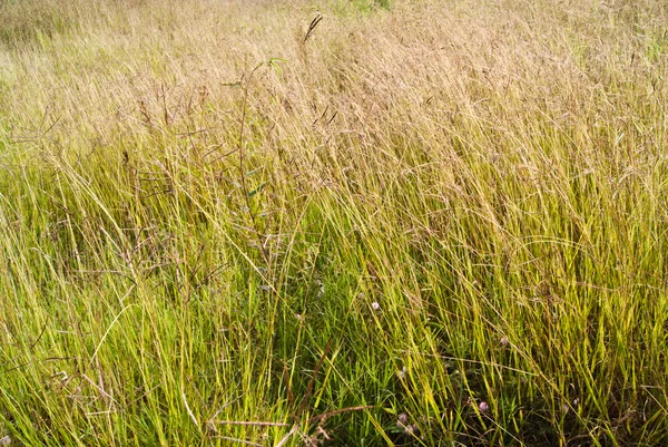 Meadow — Stock Photo, Image