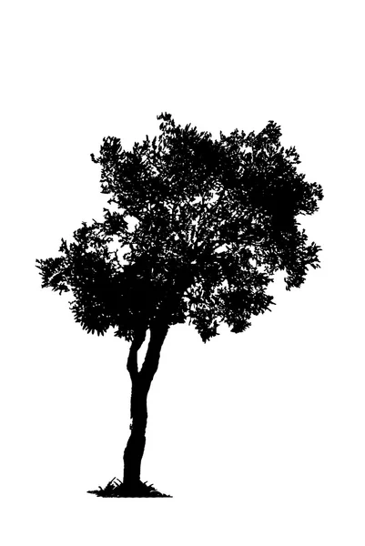 Alberi d'ombra bianco e nero — Foto Stock