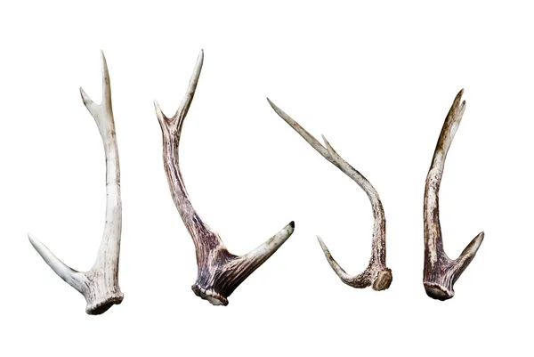 Antler — Stock Photo, Image